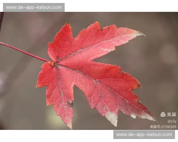 冰与火之歌：当枫叶军团遇上潘帕斯雄鹰，这不仅仅是一场球赛